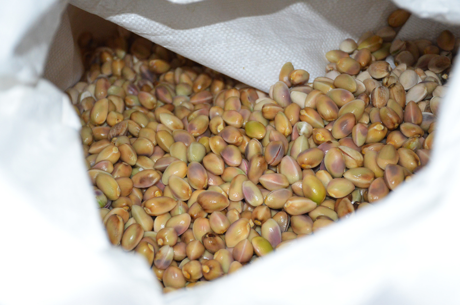 Pistacho pelado y seco listo para clasificar